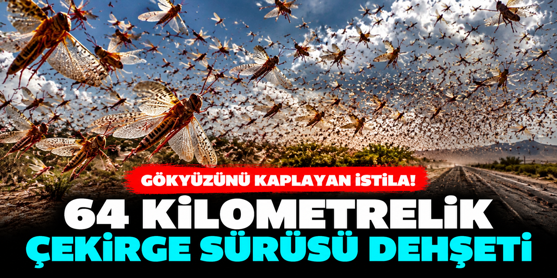 Moritanya'da 64 kilometrelik çekirge sürüsü! BBC görüntüleri ortaya koydu