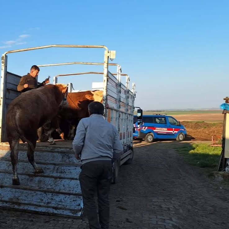 yasa-disi-yollarla-27-adet-getirmisler-buyukbas-hayvan-sevkine-105-bin-tl-ceza-17446477845809-4.jpg